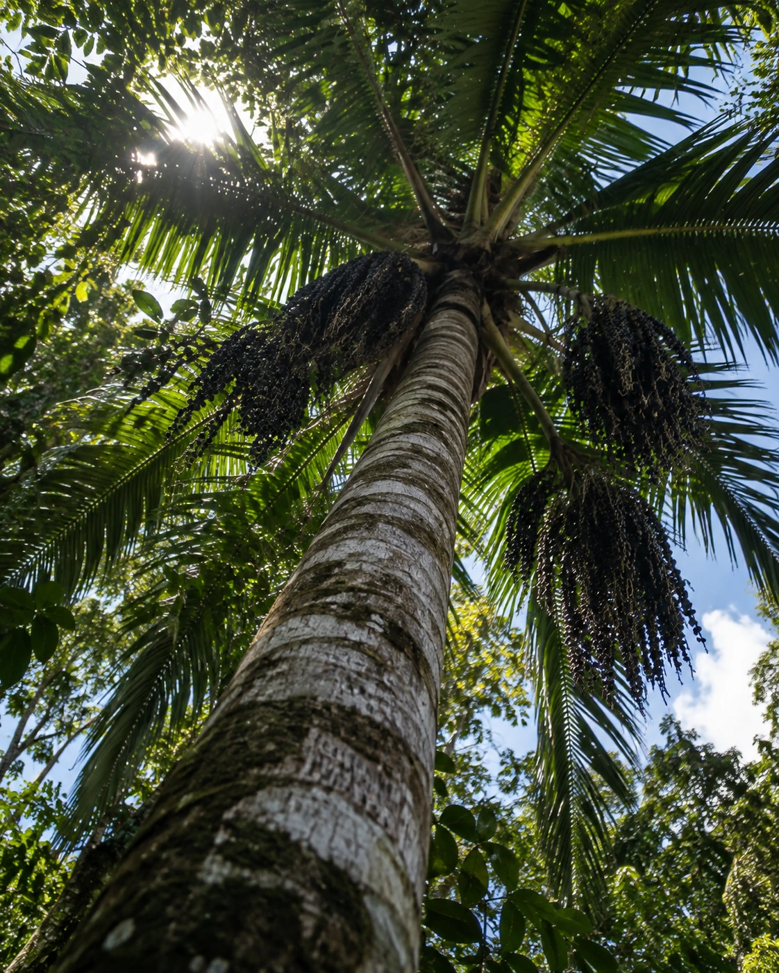 Palmeira de açaí sob a luz da noite